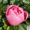 Paeonia 'Etched Salmon' - Pojeng 'Etched Salmon' C7/7L